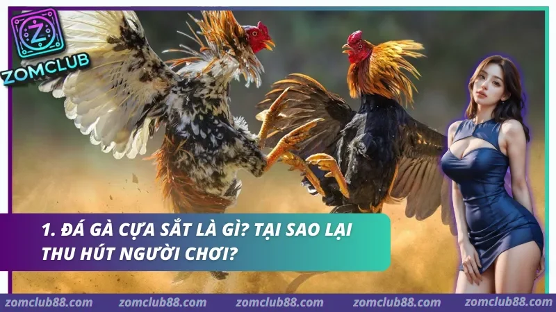 Đá gà cựa sắt Zomclub với trận đấu gà gắn cựa kim loại và bảng thông tin Meron Wala BDD