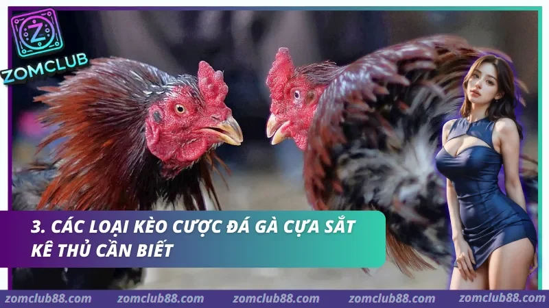 Cách xem trận đá gà cựa sắt Zomclub qua video livestream bảng tỷ lệ và trạng thái trận