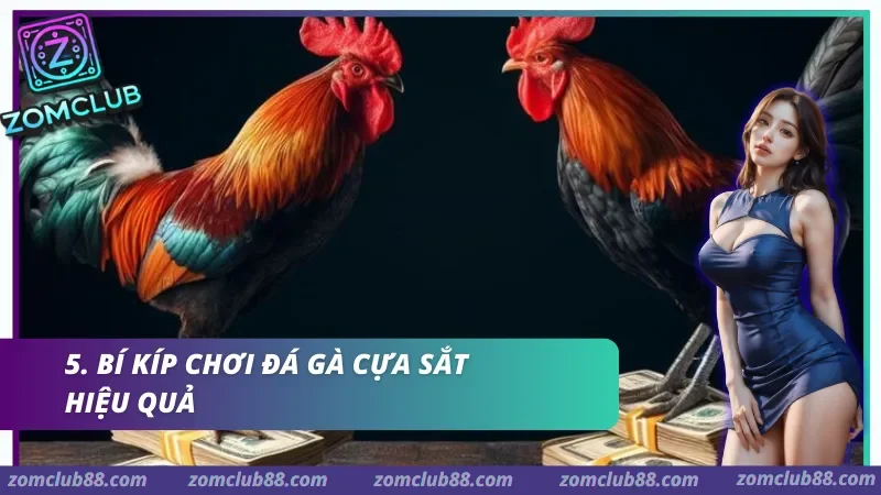 Quan sát chiến kê trong trận đá gà cựa sắt Zomclub qua tốc độ ra chân khả năng né đòn và độ thăng bằng
