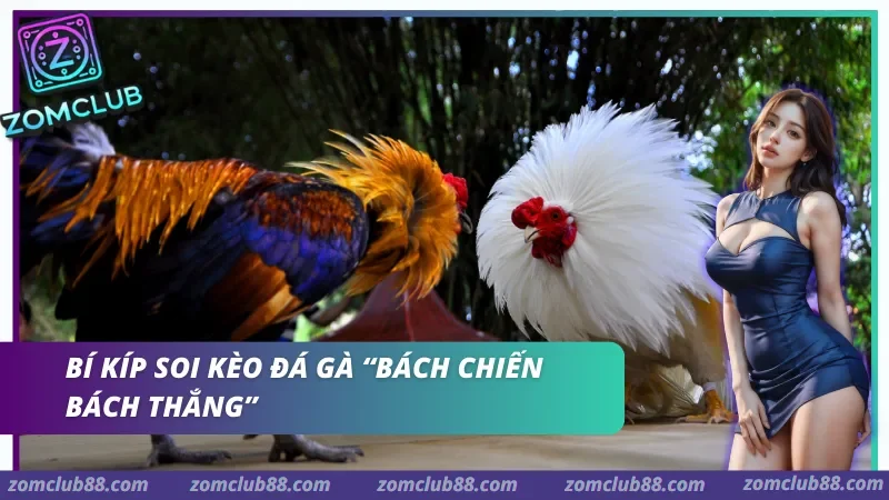 Soi kèo đá gà ZomClub Mẹo soi kèo đá gà hiệu quả tại ZomClub