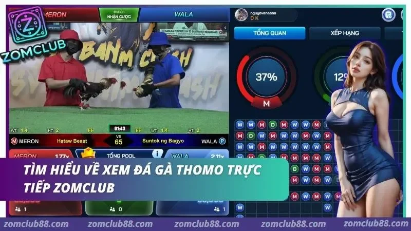 Giao diện xem đá gà Thomo trực tiếp ZomClub với phòng livestream và thông tin trận đấu