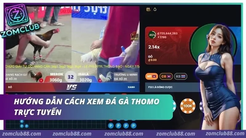 Các bước xem đá gà Thomo trực tuyến ZomClub từ truy cập sảnh chọn phòng livestream và kiểm tra kết nối
